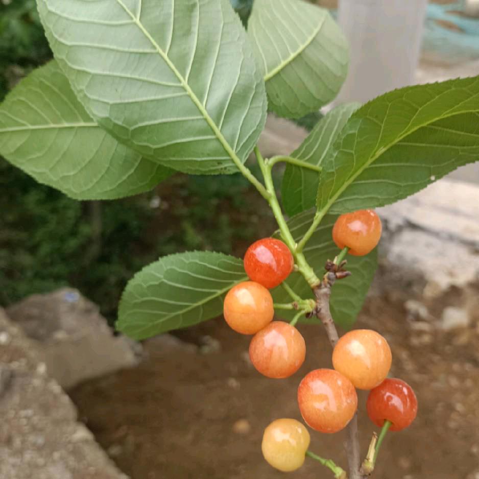王