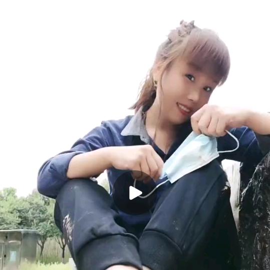 苦丁茶