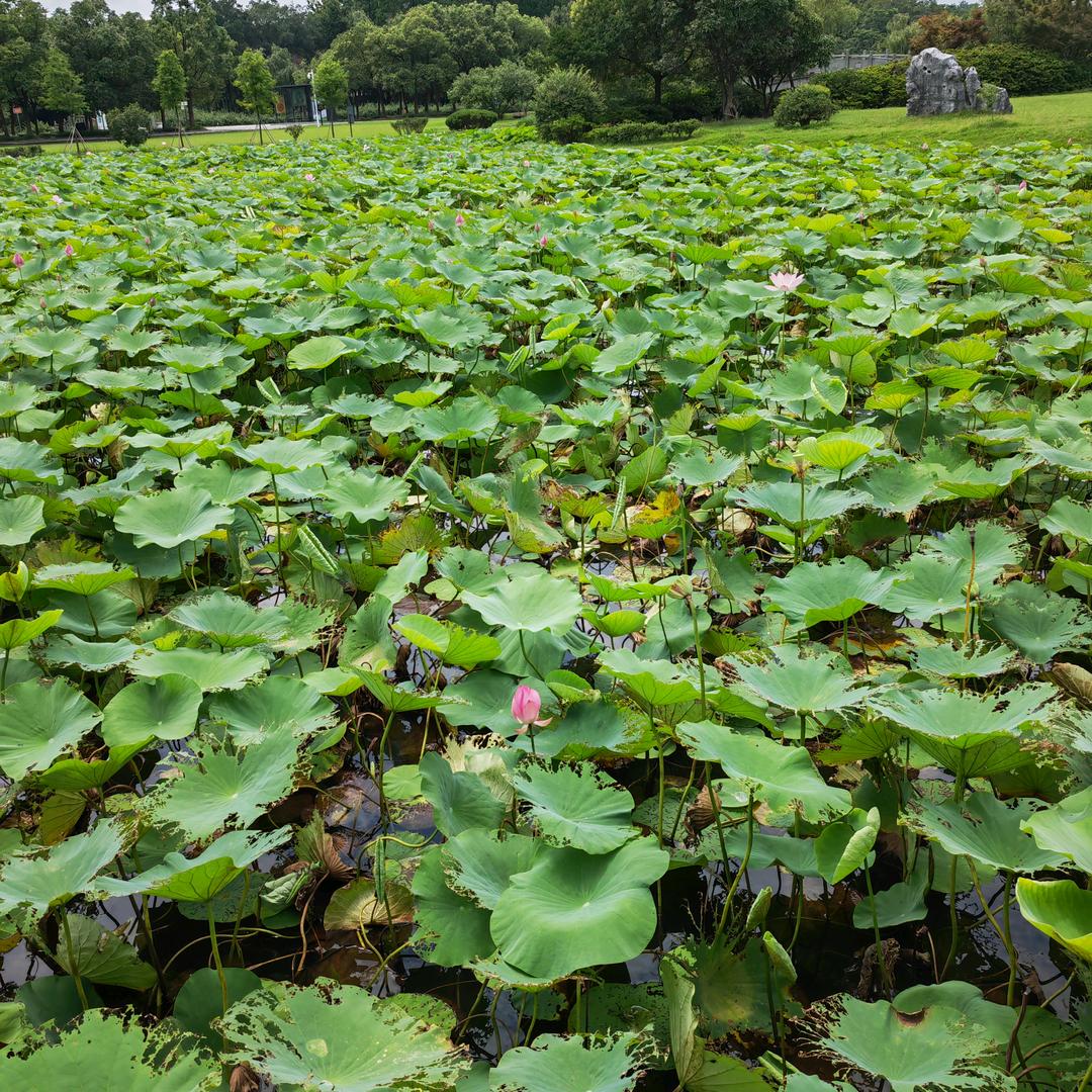 桂花之城