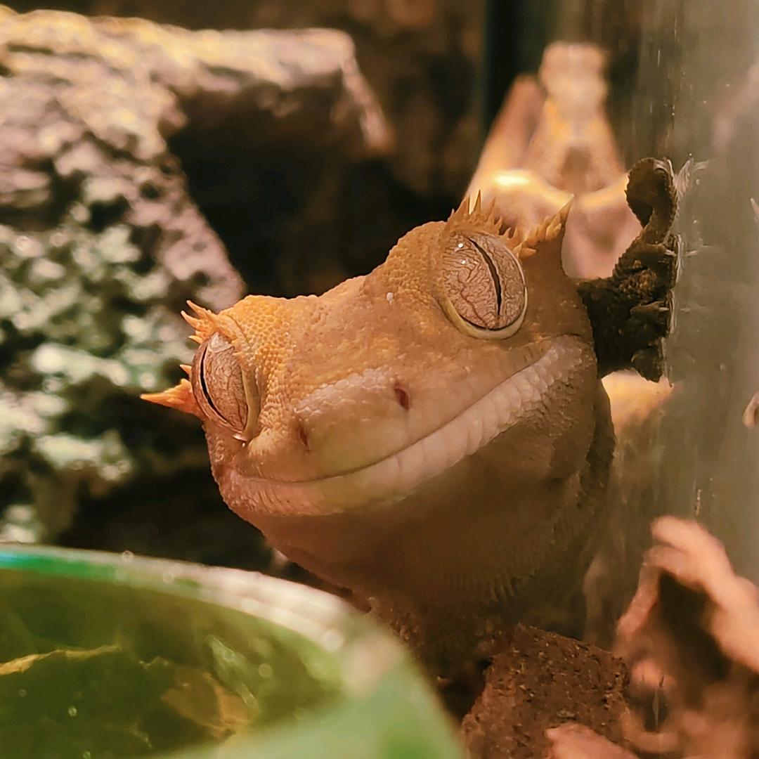 玉树临风的泡面