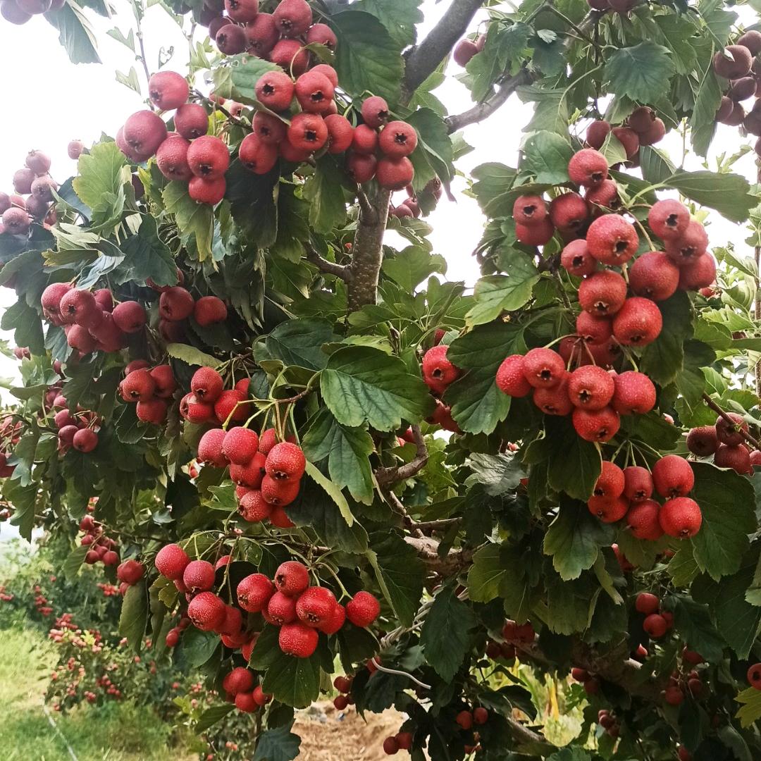五月红子山楂基地