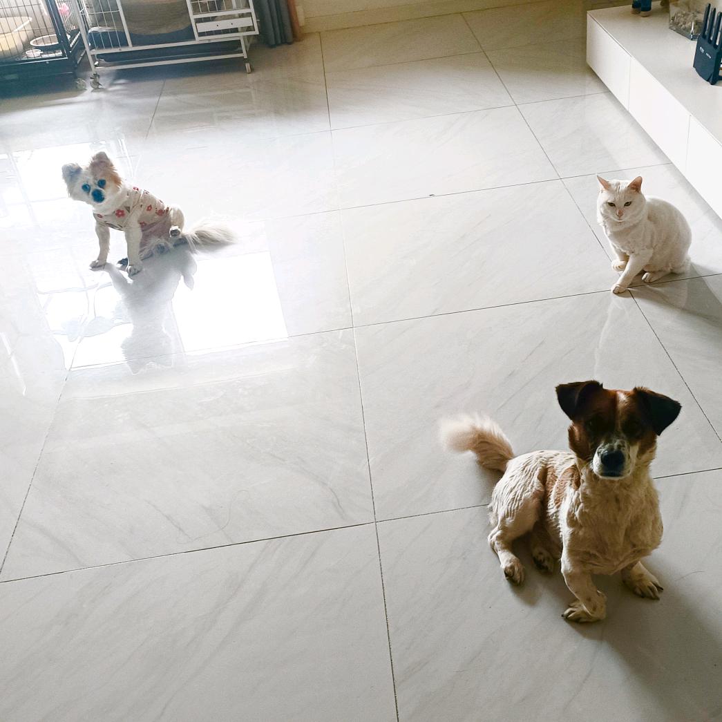 花花🌸乖乖😘白白