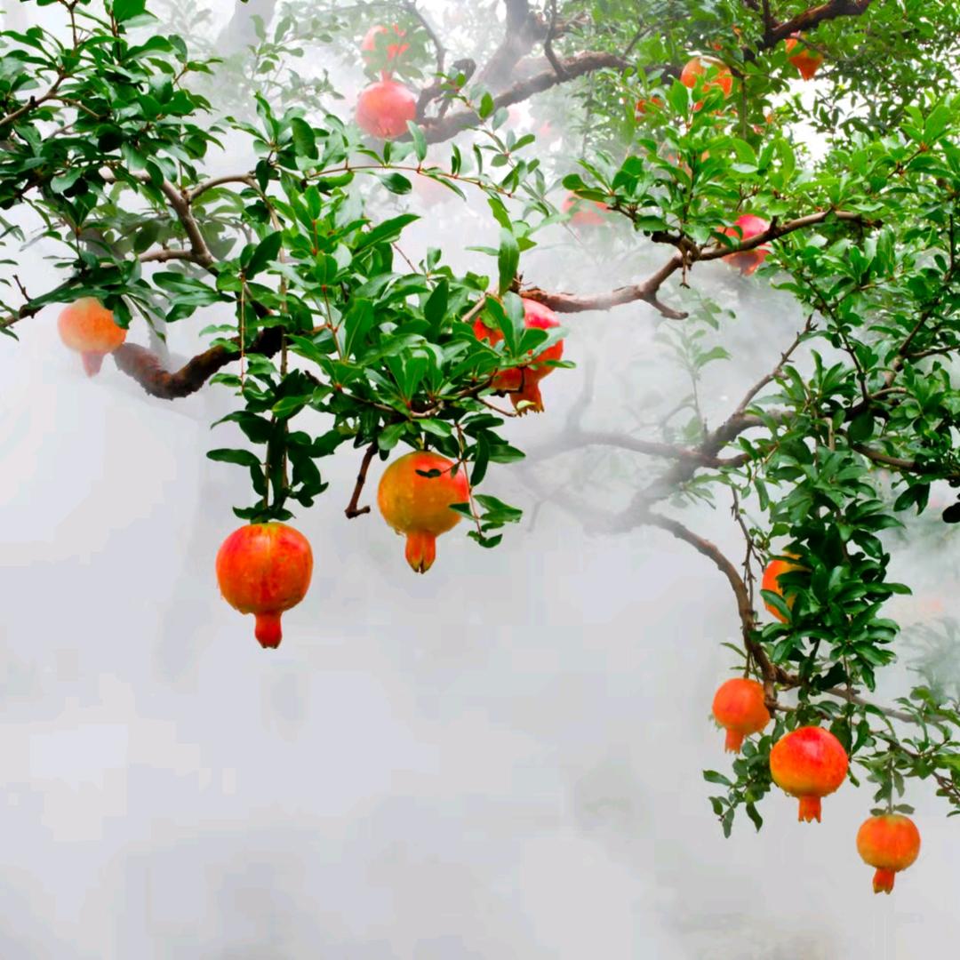 老陈种植农场