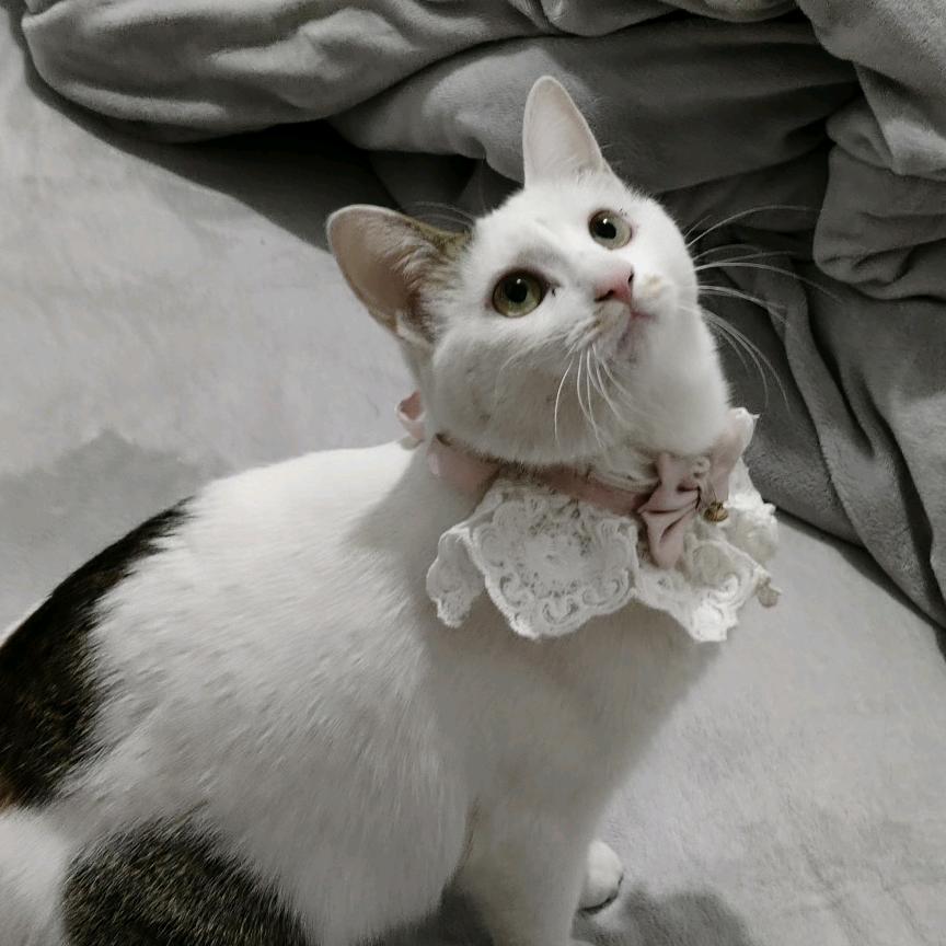 沧月⫍ ⃢👁ܫ👁⃢ ⫎