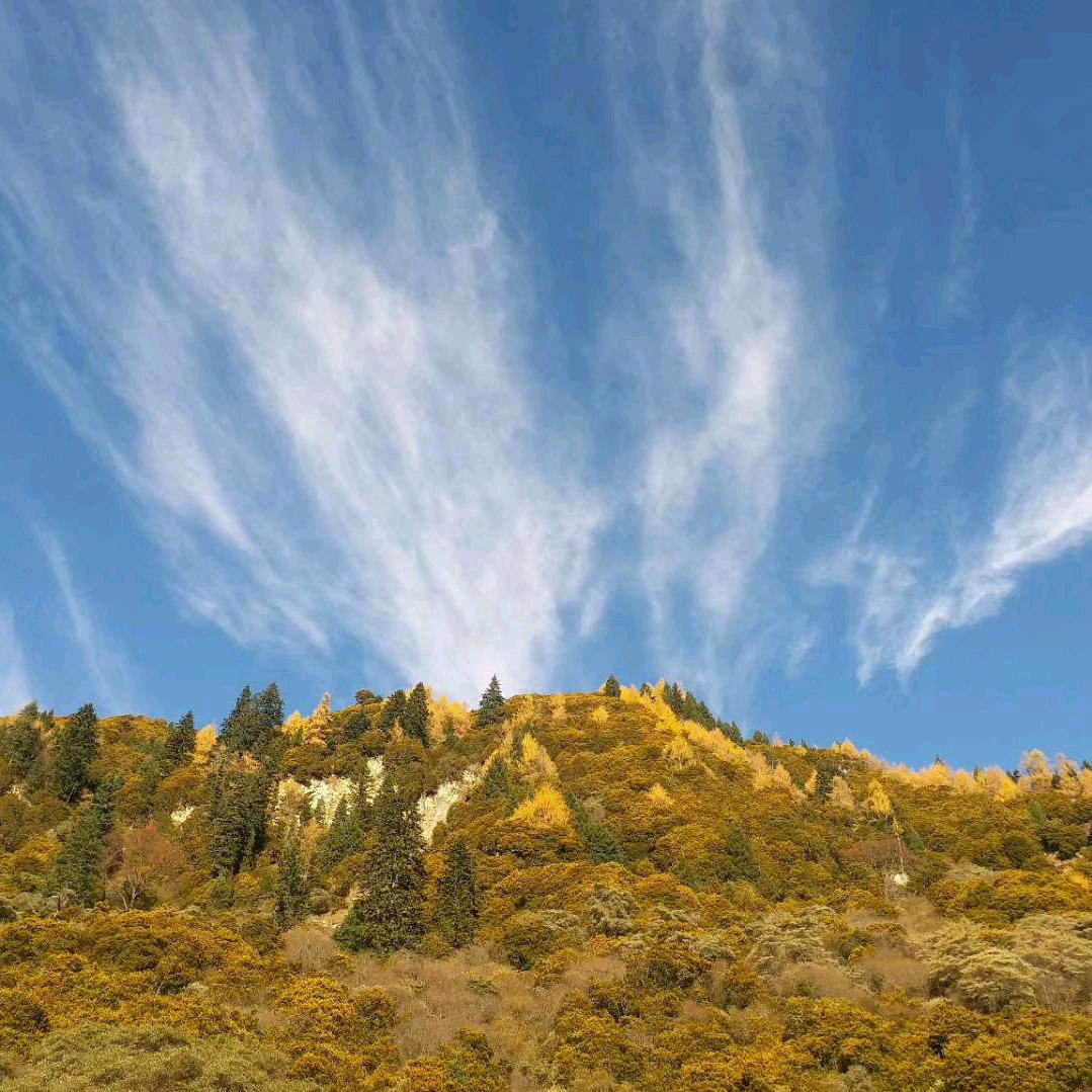 高原发酵纯牛羊粪   四川好田土有机肥厂