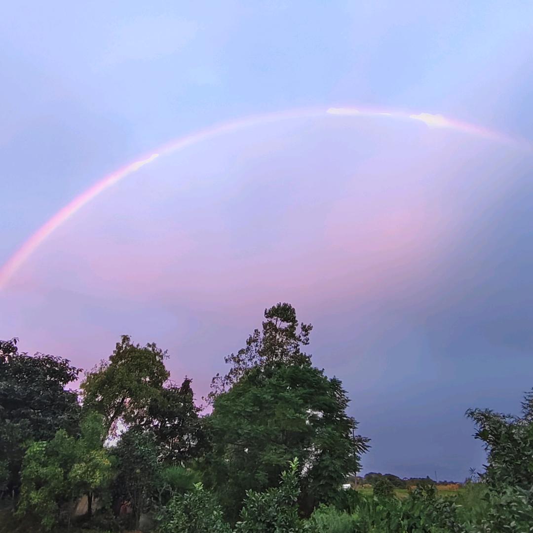 兰花草("▔□▔)