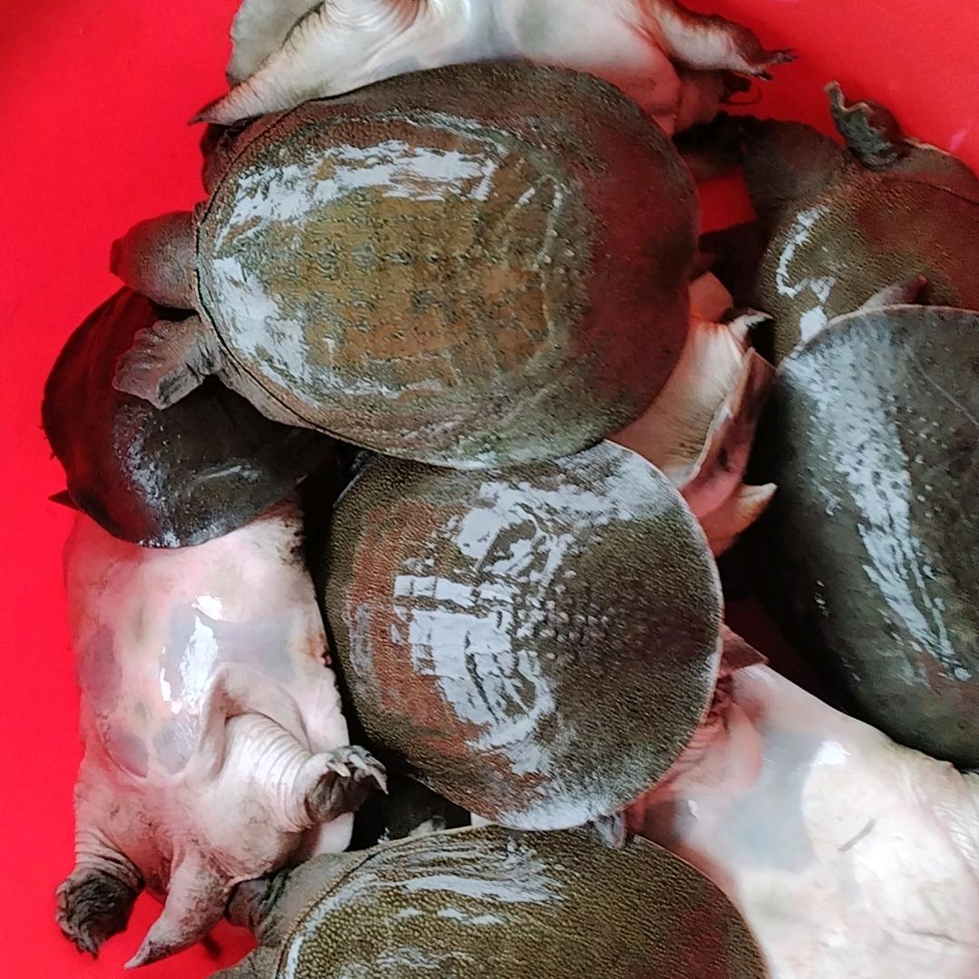 丽凤常兴甲鱼