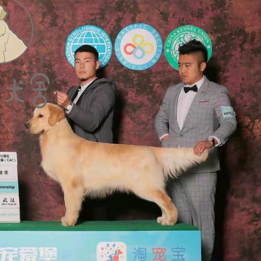 飘逸爱宠金毛俱乐部