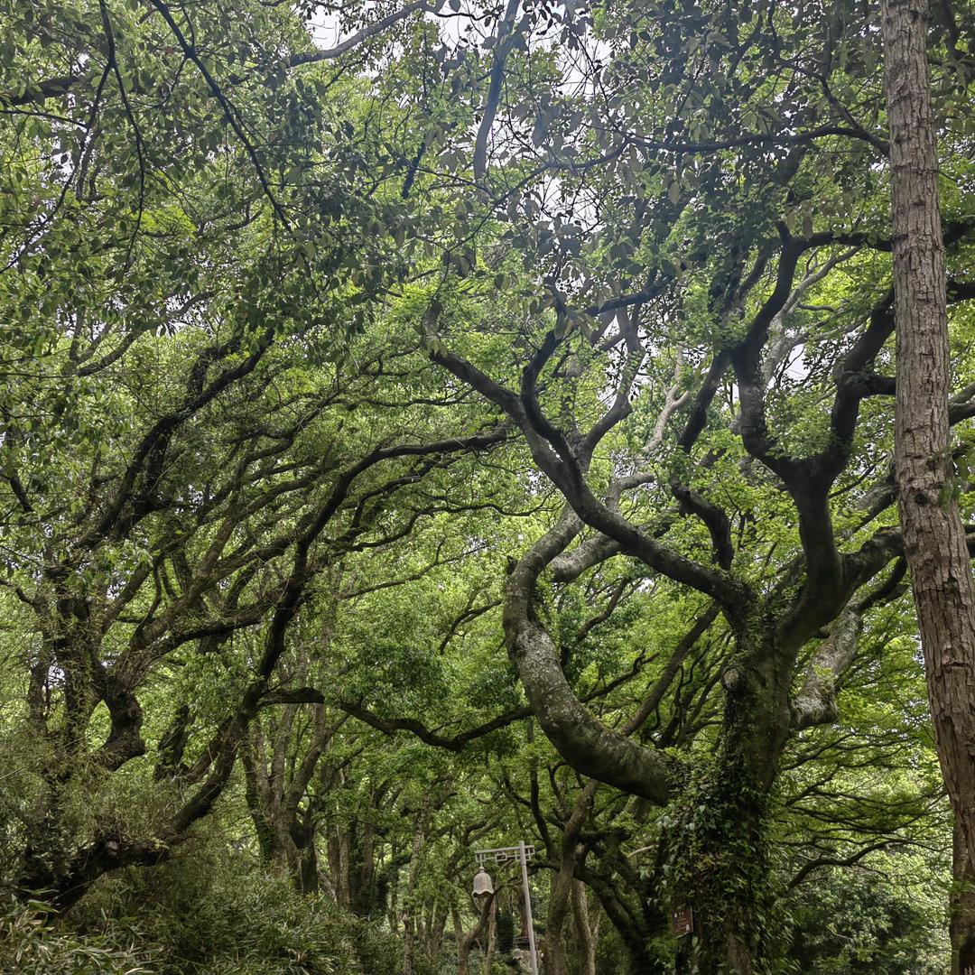 一树疗愈