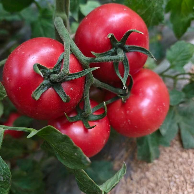 在太原杏花岭卖西红柿的（娇 娇 ）