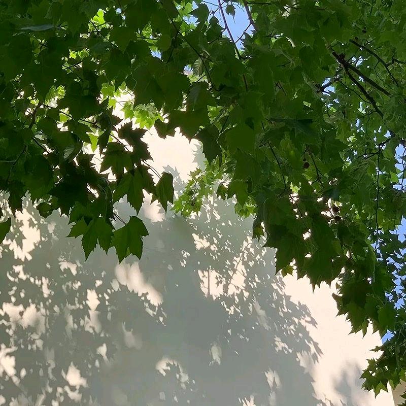 林佳栋