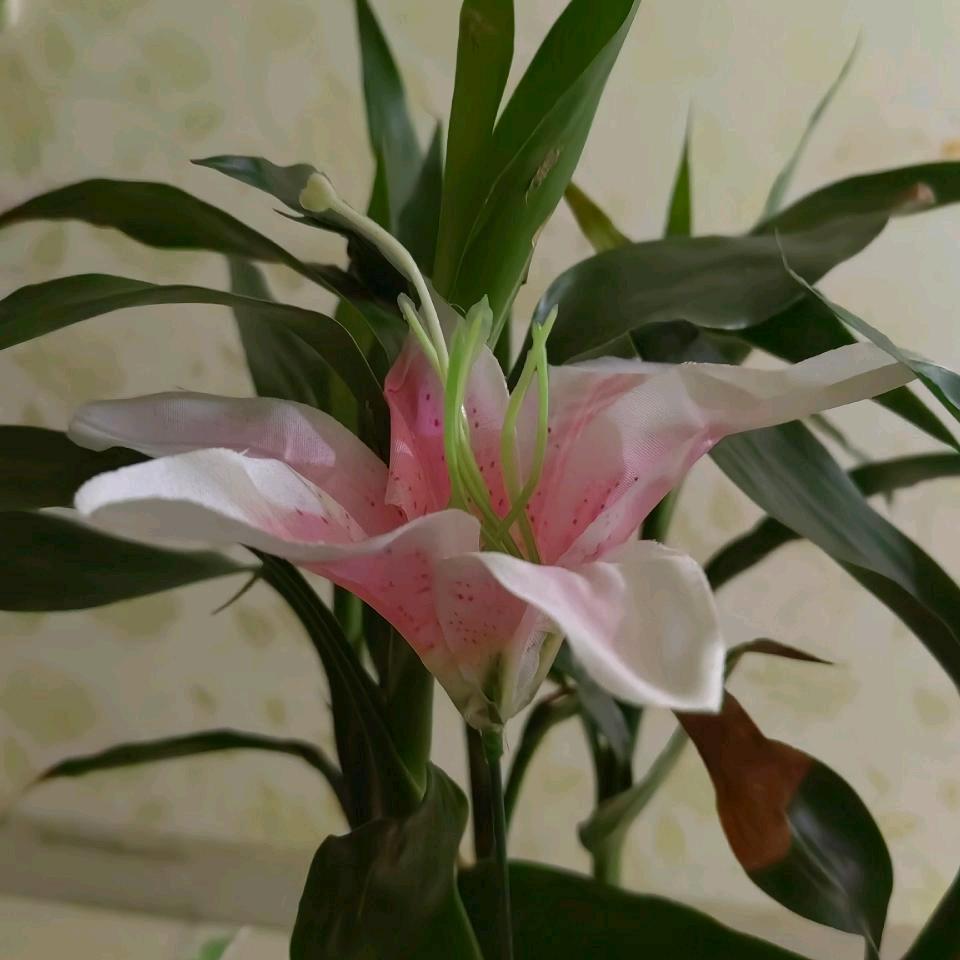 为你封情