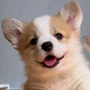 柯基犬舍(买狗私聊)