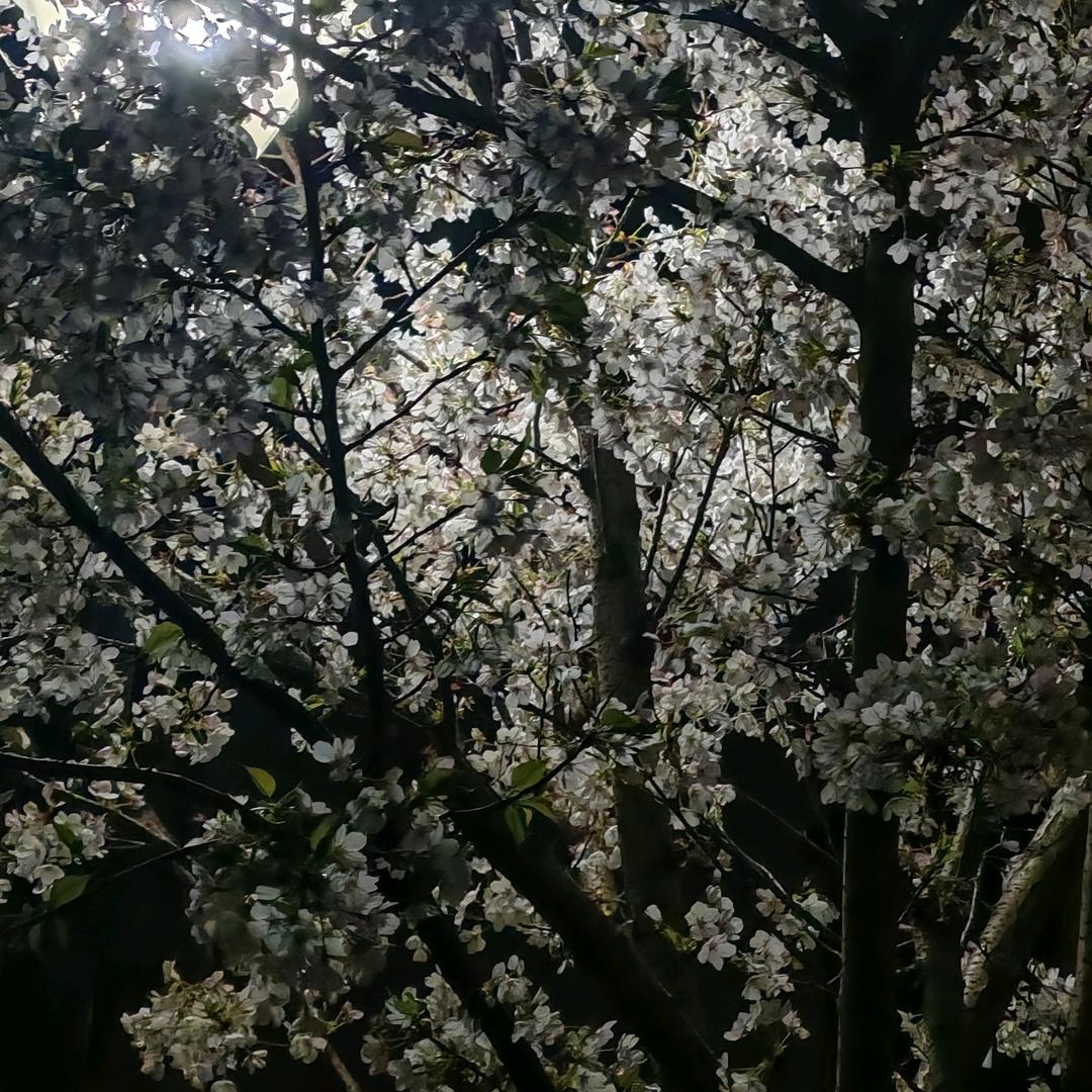 周栩