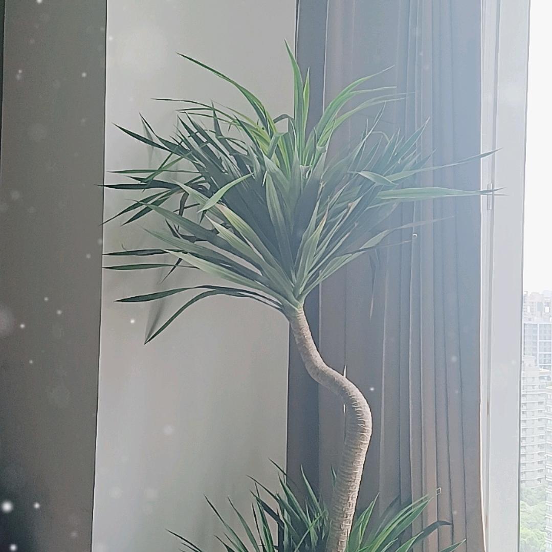 Huang澳琪森短袖–TAO