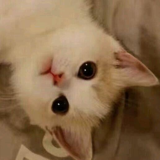 小诚