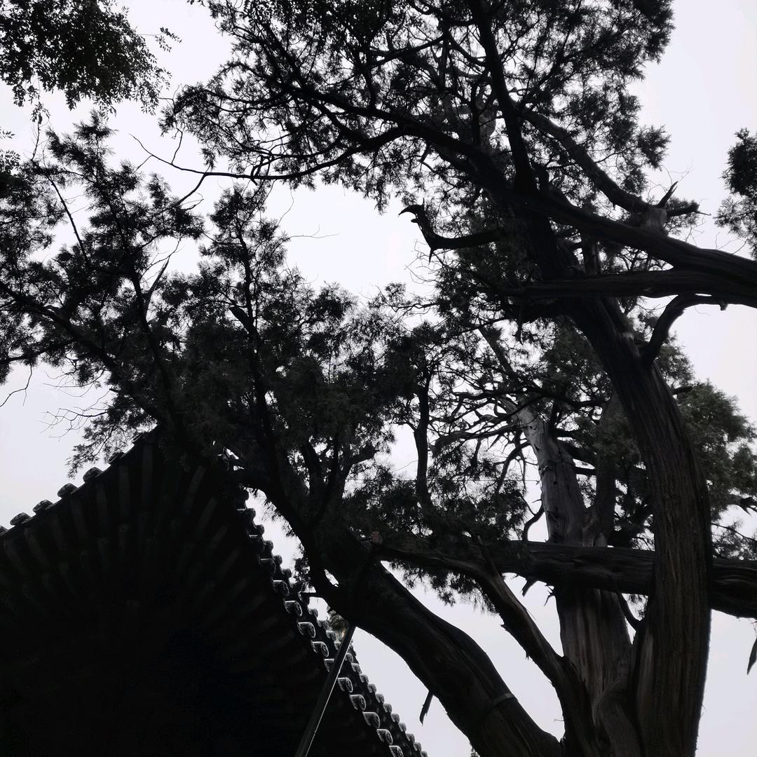 许正兰