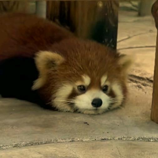 泪水打湿白米饭，再苦再累接着干