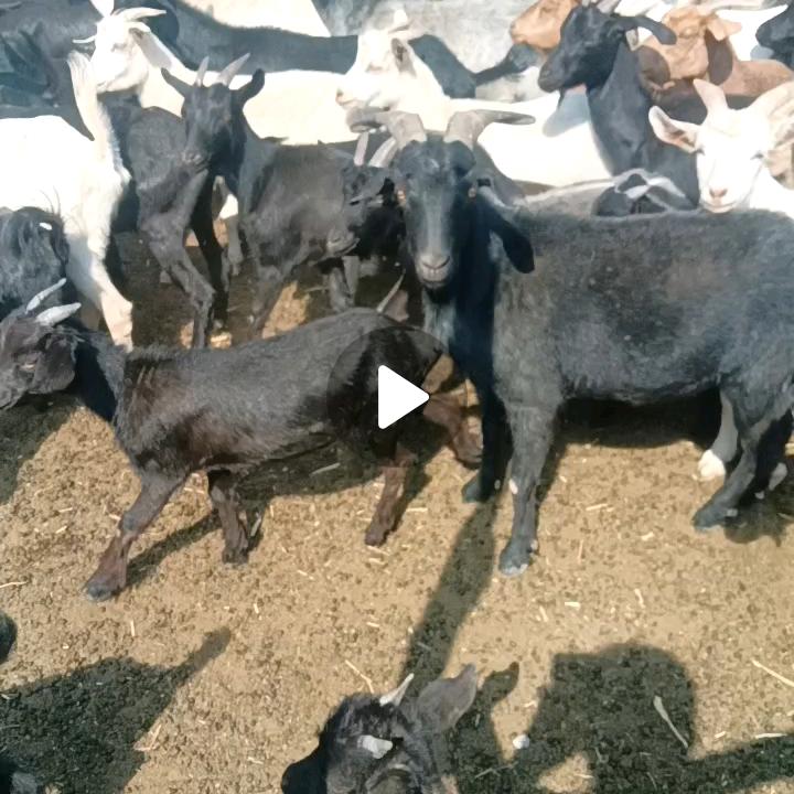 农户山羊