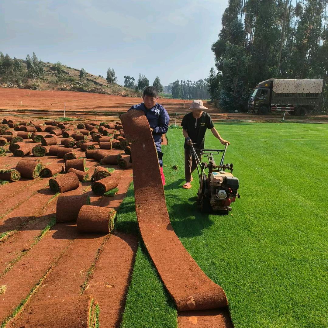 红盛园林绿化草坪