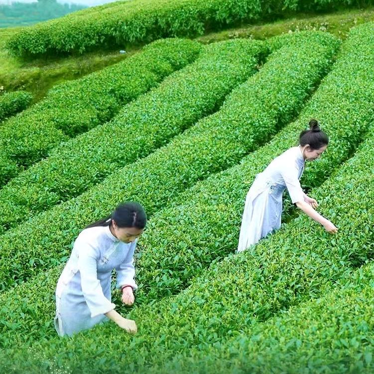 白茶金库(未央店)