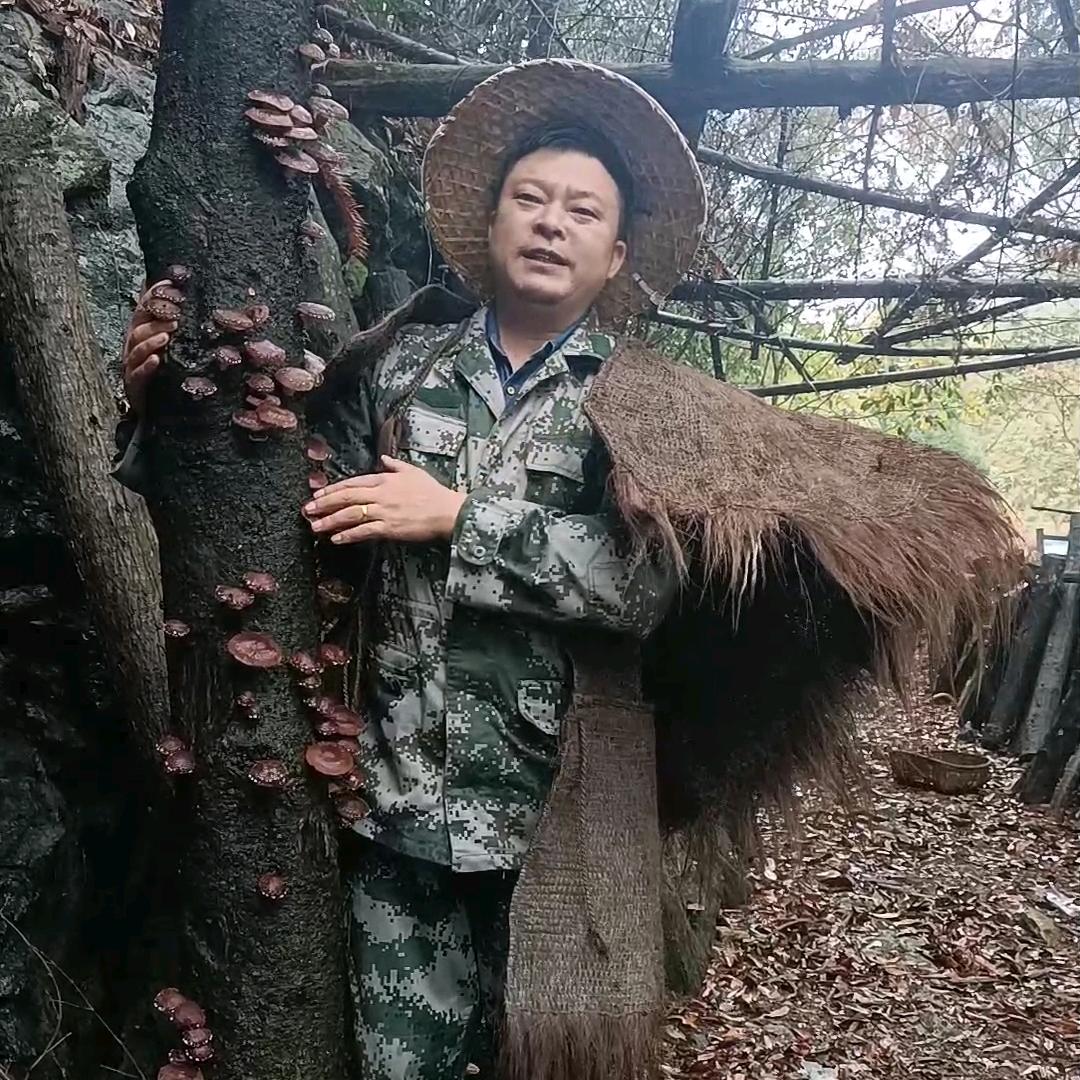 毛哥回乡(条木香菇分享，提拱优选菌种)