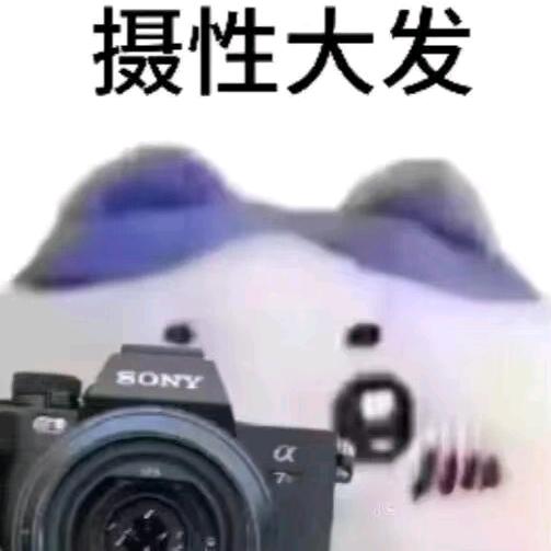 咪咪麻猫mo