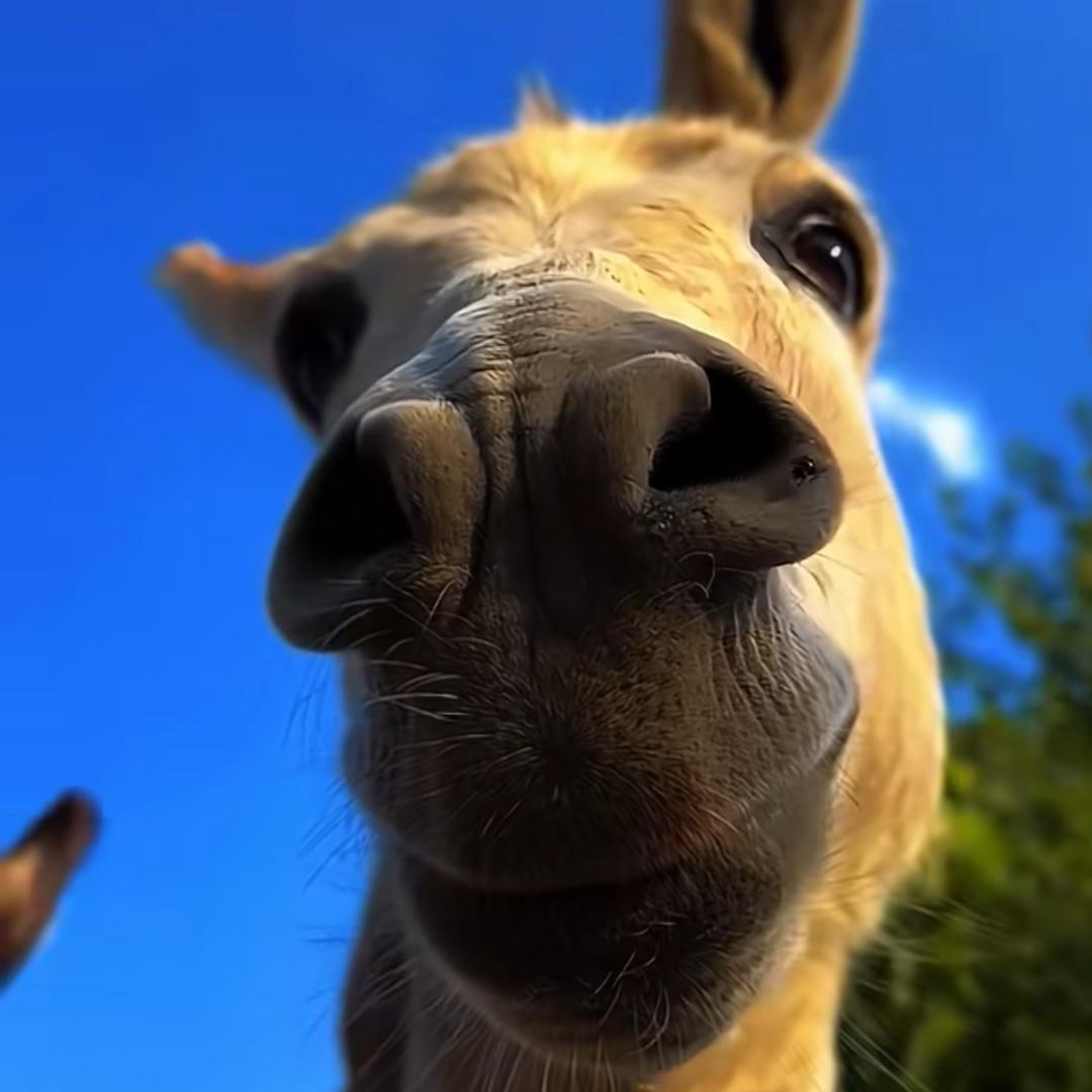 🍊兜里有米🌙