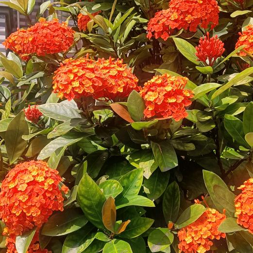 艳艳（首播筹备中）