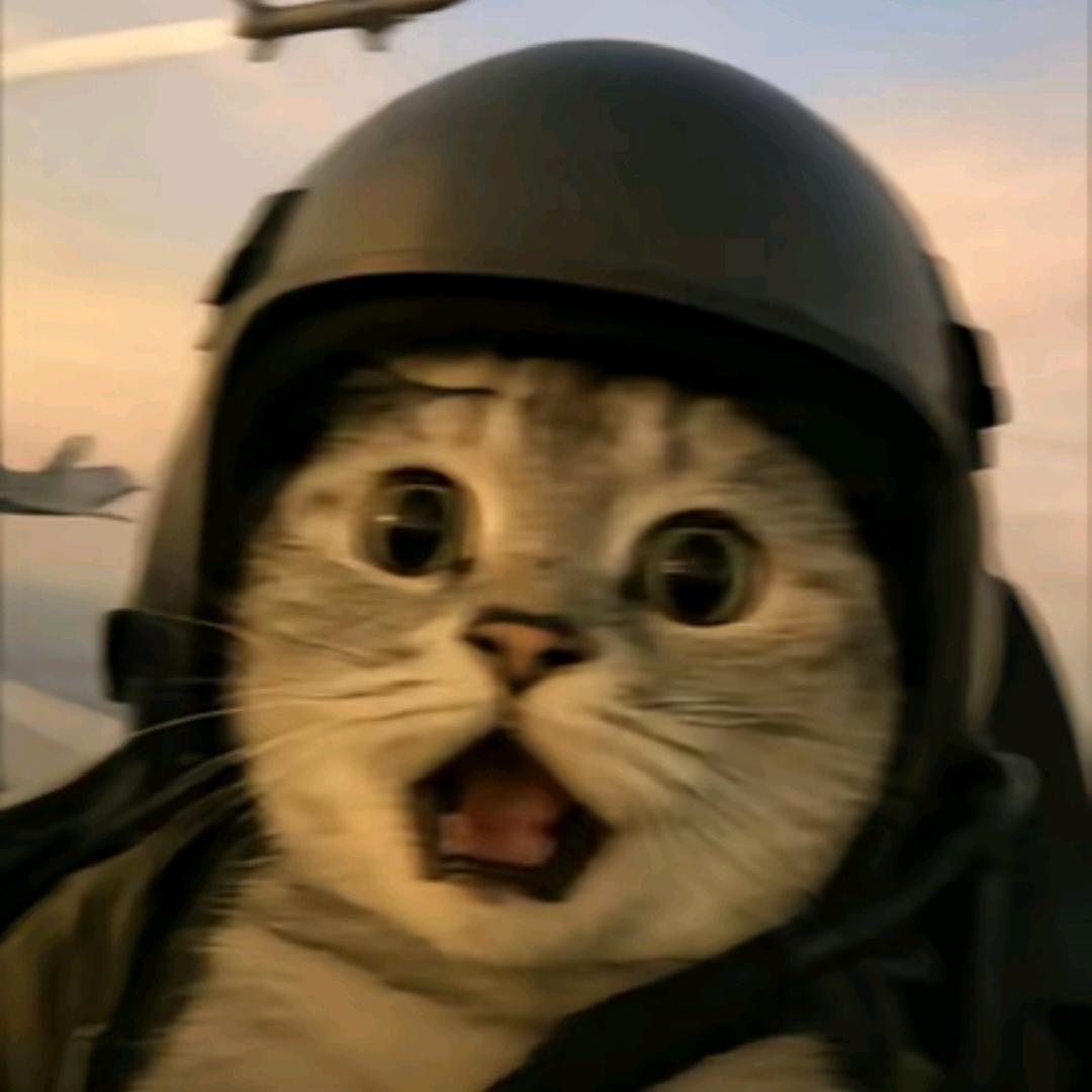 酒酿小鱼干儿🐟