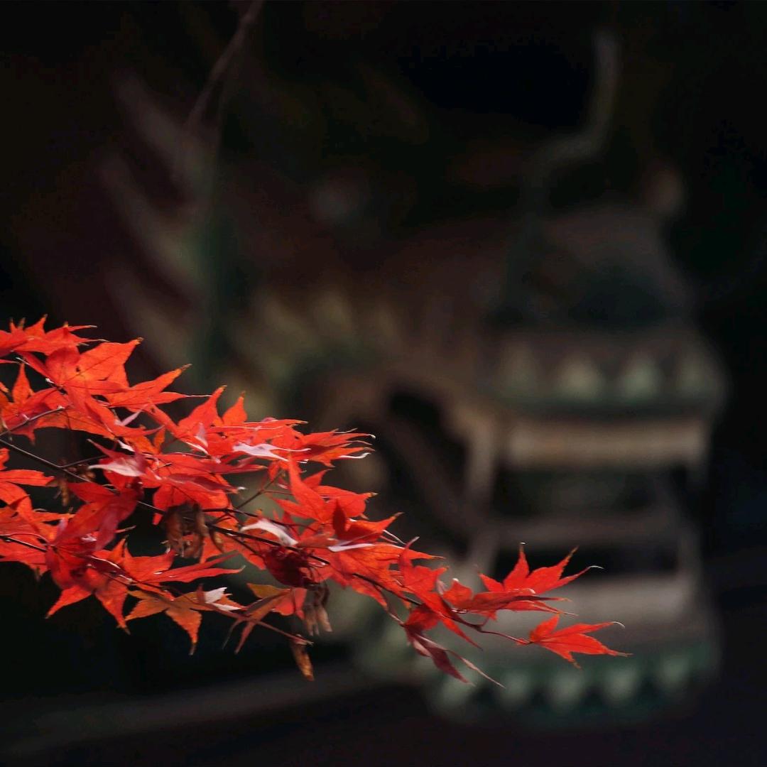 凤凤