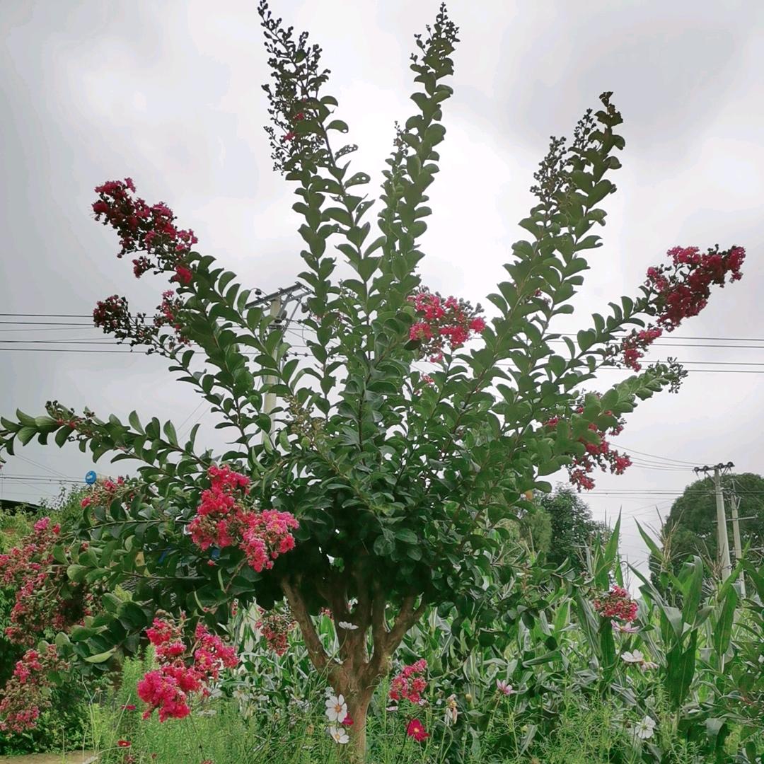 @এ᭄余生安好ഒᩚ࿐:@এ᭄