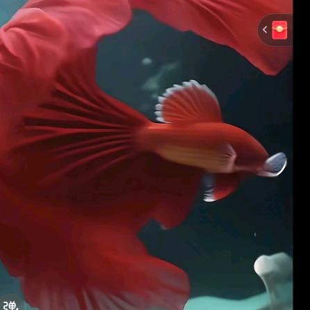 安陆禧悦&开心萝莉