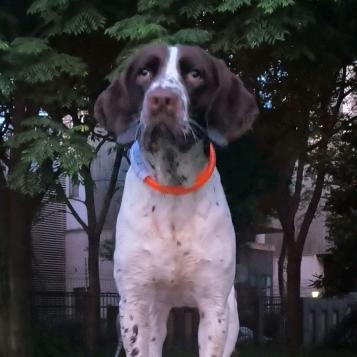 骑不快的太医有个叫可乐的史宾格