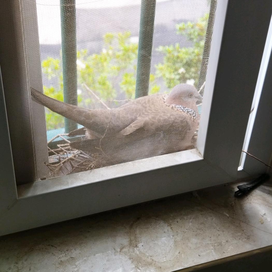 离异斑鸠孵蛋记