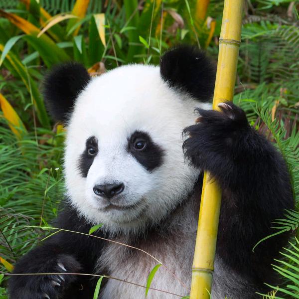 离明
