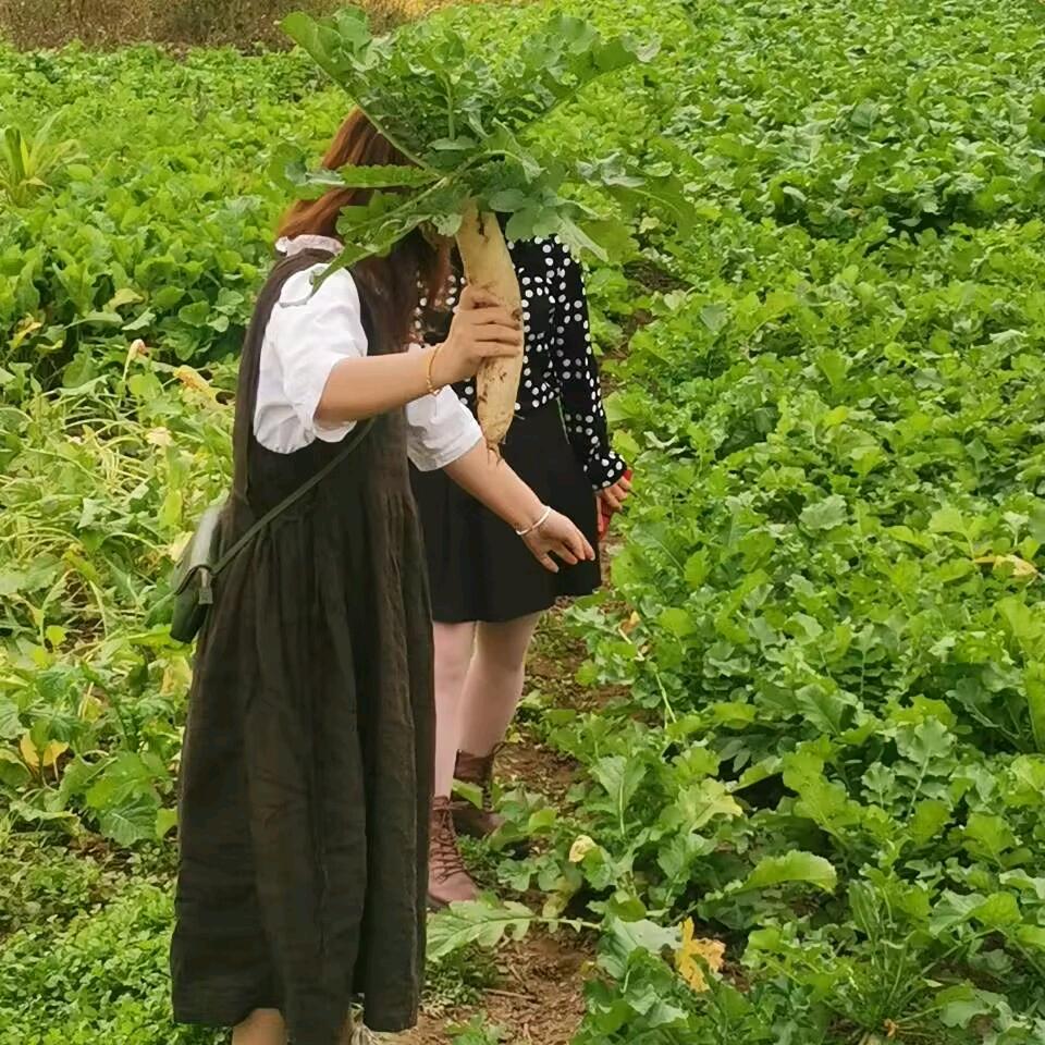 苗儿