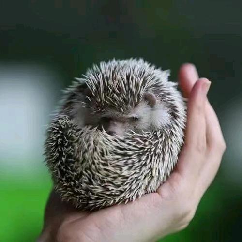 樱桃红了🍒🍒