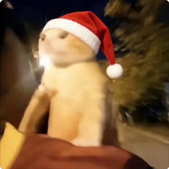 我是真要哈气了