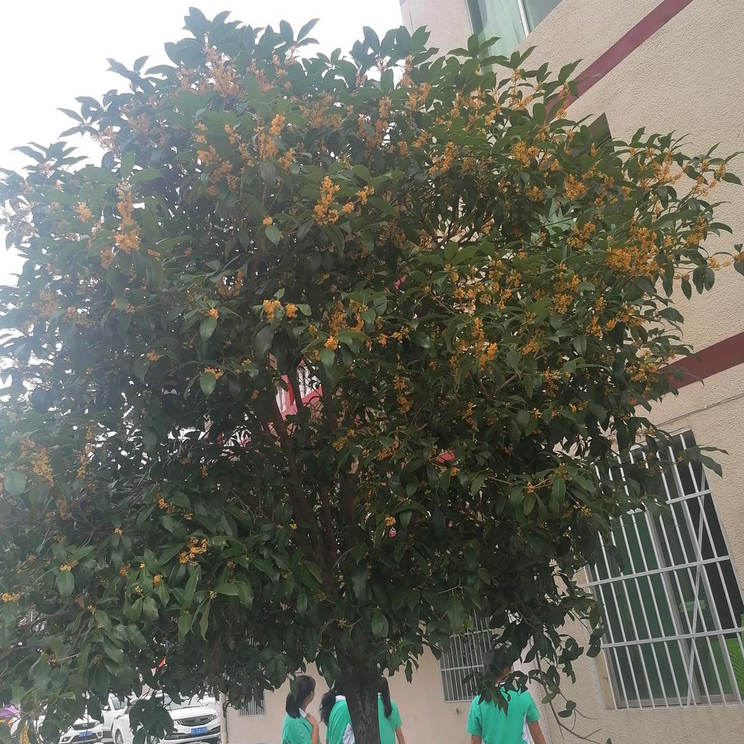 哥不是从前的哥