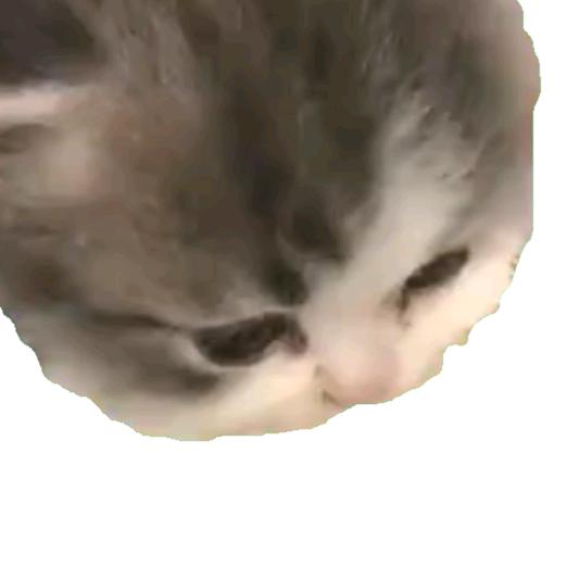 一只冤种恐龙