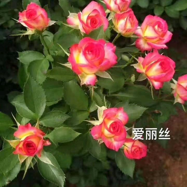 专业育玫瑰花苗的小张妹