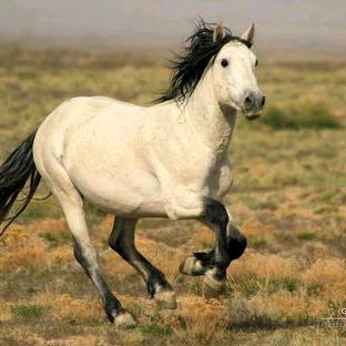 野马🐴🐴🐴🐴