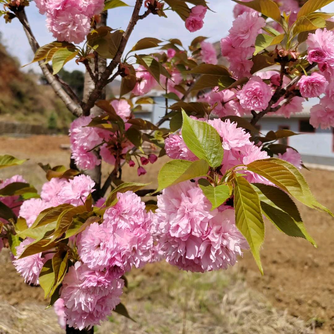 做诚实守信的人