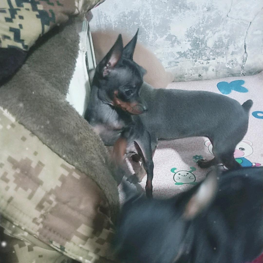 锦州小鹿犬繁殖