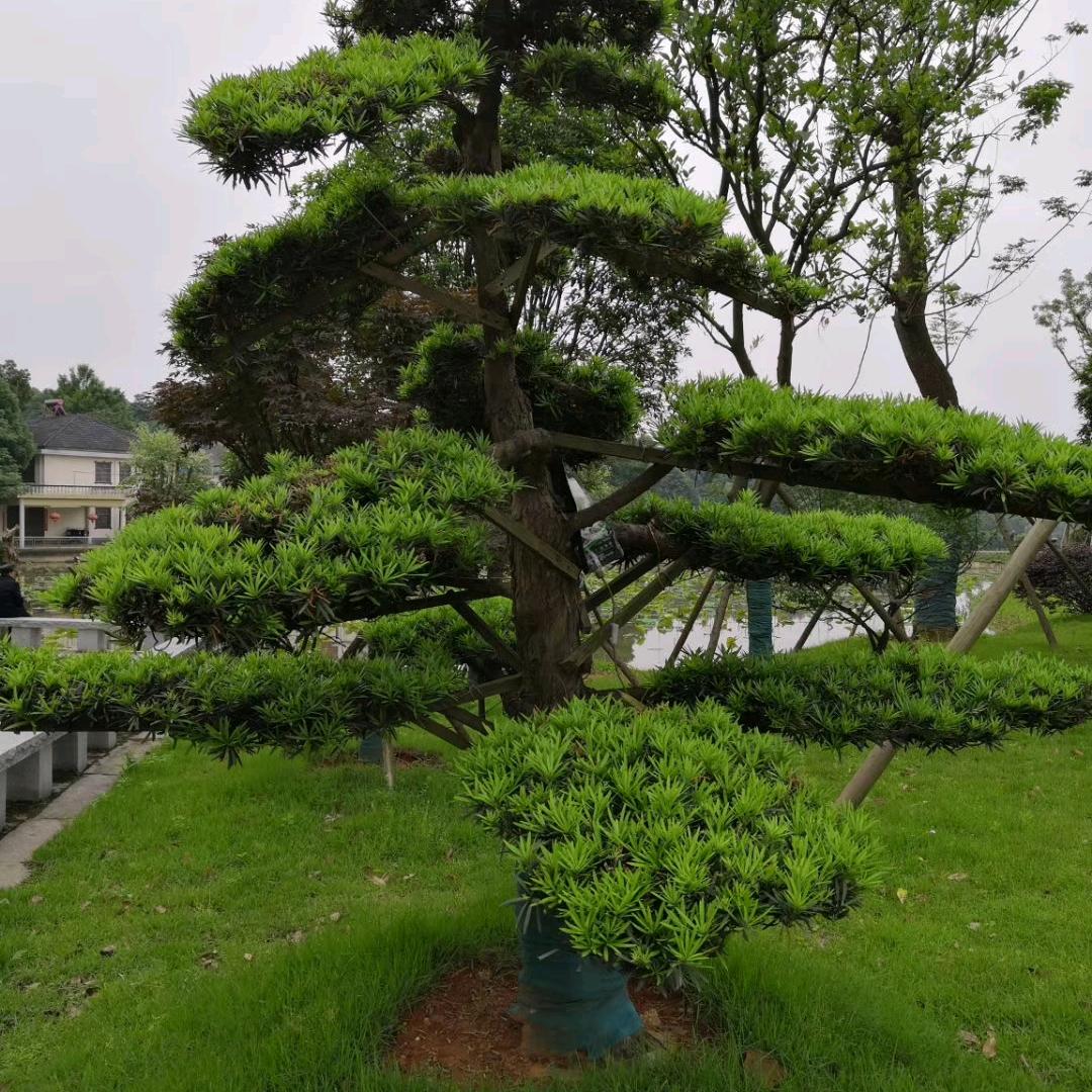心碎的沉默