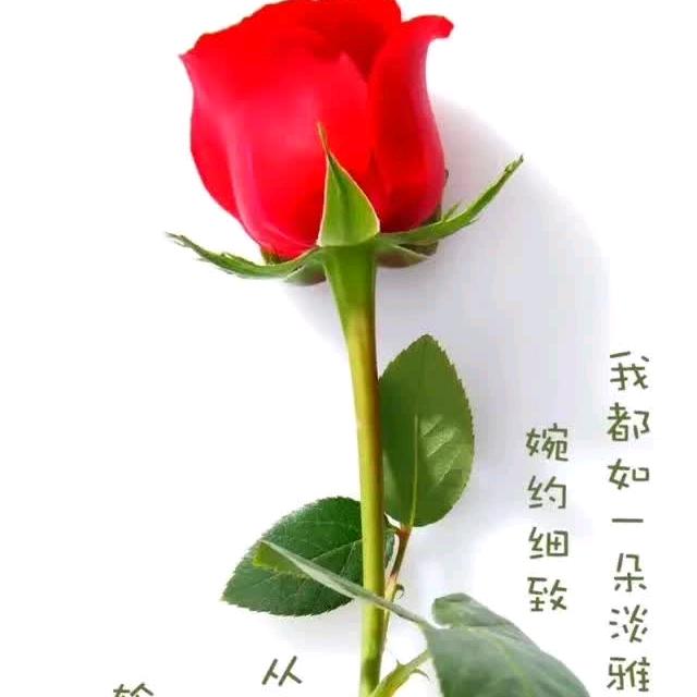凤凰菲起