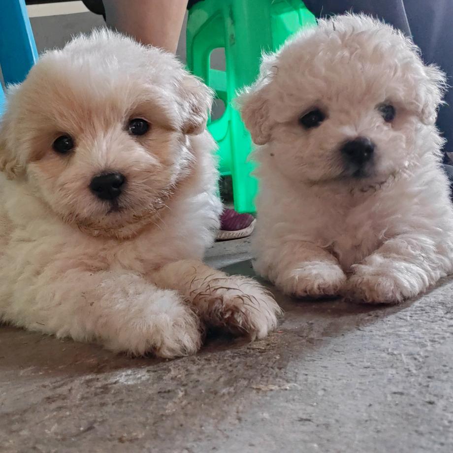 芋头仔🐶