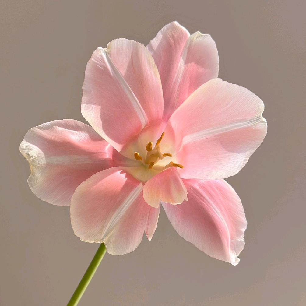 🧚🏻‍♀️心语🧚🏻‍♀️