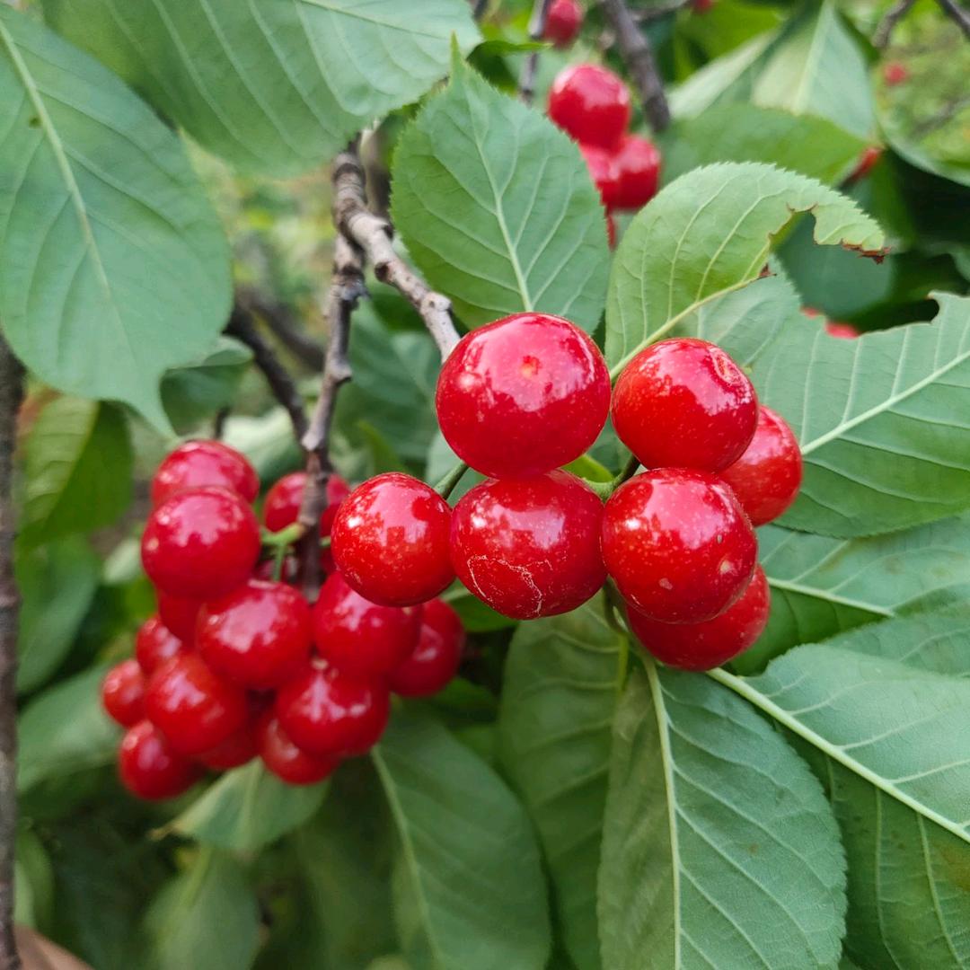 樱桃姐（每晚7点-8点开播）